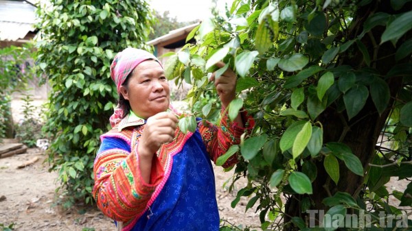 Dự án 8 - Động lực thúc đẩy bình đẳng giới ở xã Yang Mao